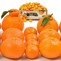 고당도 제주 서귀포 꿀 감귤 9kg 레드향 한라봉 1.5~3kg, 서귀포 꿀 감귤 4.5kg (중대과L-2L)