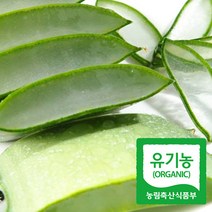 해풍맞고 자란 유기농 생알로에 사포나리아 5kg, 단품