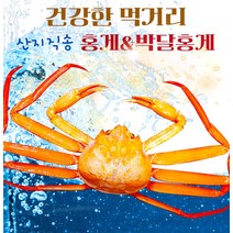 [대박세일] 제철수산물 구룡포 산지직송 정품 연지홍게 10마리, 단품