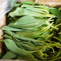 강원도 홍천 생 잎 명이나물 1kg 2kg 울릉도종 산마늘 명의나물, 잎명이2kg
