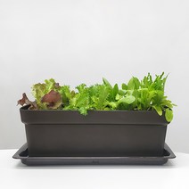 식물시간 텃밭 화분 L size 실내 베란다 대형 플라스틱 상자, 화분 받침 O, 밤색