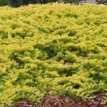 목하원예조경 향나무 묘목 (황금좀눈향나무 ) 3치포트묘