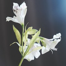 퓨어 릴리 플라워 프래그런스오일, 1L, 1개