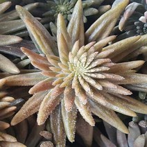유기농 인증 와송 3kg 노지배재 국산 토종 더 건강한 와송, 냉동와송 3kg