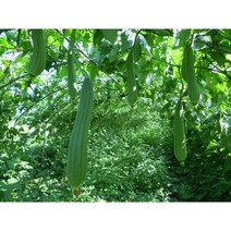 수세미씨앗 /100립/수세미열매씨앗/수세미 국내채종종자 wj100