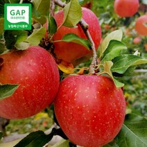 양구사과 GAP인증 강원도 양구 펀치볼 사과 10KG 26-28과, 1