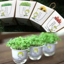 나nanr_책상위 미니화분 키우기 새싹기르기 텃밭만들기 식물키우기 재배용 화초♥sksnfll, ♥sksnfll시스의 해바라기