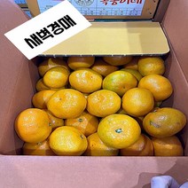 [도담푸드] 새콤달콤 제주 감귤 5KG 조생/극조생 제철과일 영양만점 우리가족 간식, 조생