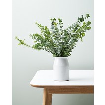 농부의 꽃 유칼립투스 블랙잭 5~7대 1박스