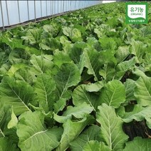 (유기농) 친환경 즙용 케일 1kg (즙케일), 유기농/즙케일 3kg, 1개