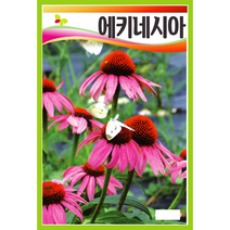 에키네시아 꽃씨앗 100립, 1개