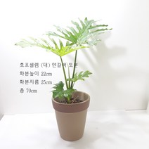*쟈스민 식물* 호프셀렘, 1개, 독일토분 연갈색