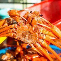 [자연맛남] 속초 붉은대게 자숙 홍게 3kg 10-12미(라면용몸통30%-다리50%), 단품