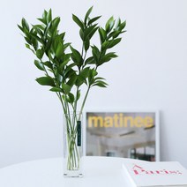 수경식물 실내공기정화식물 루스커스 10p 1+1, 40cm 20p