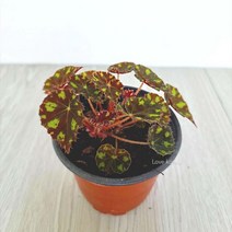 타이거베고니아 베고니아 키우기쉬운, 제이제이 본상품선택