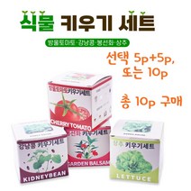 쉬운 식물키우기 재배 키트 방울토마토 강낭콩 봉선화 상추 취미 학습용, 강낭콩 10p