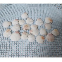 화이트 조개껍데기장식-10P 여름 바다데코 유치원소품 어린이집