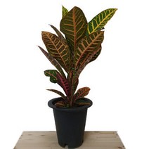 [카니발플라워]크로톤_중(cf391)