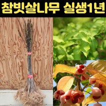 화살나무 묘목 참빗살나무 1년생 2세트 정원 가드닝 조경수