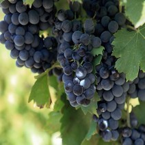 고씨네 프리미엄 아도라포도2kg 크림슨포도 수입포도, 쿠팡 1, 쿠팡 본상품선택