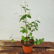 15~30cm 소코라코 브레이아나 소품 공기정화식물 119