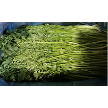 나주 자연산 돌미나리 산지직송 1kg 2kg