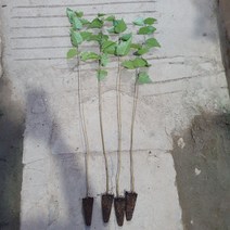 [활엽수] 백자작나무 80cm 내외 묘목(5개묶음)