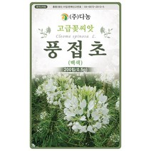 기생초 선홍색 200립 - 야생화 꽃씨 씨 씨앗 국화 꽃씨앗 야생화씨앗 고급꽃씨 고급꽃씨앗, 17_다농_풍접초(백색)(0.5g)