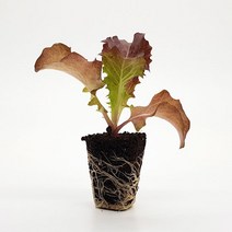 화담 흑상추 모종 4개세트 상추모종세트, 흑상추 모종 1세트(4개입)