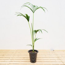 햇살농장 겐차야자 대형 인테리어 화분(pot), 대형 겐차야자