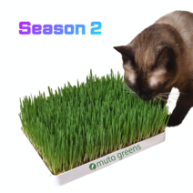 [시즌2] 뮤토 점보 캣그라스 생화 (대용량) 고양이 풀 강아지 풀 도그그라스, 보리