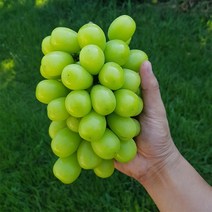 특품 경북 샤인머스켓 씨없는 망고포도 1kg 2kg 김천 경산, 04_샤인머스켓 특 2kg 3수