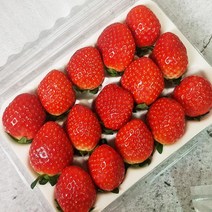 담양 생 딸기 설향딸기 선물 특대과 대과 맛좋은 딸기1kg 500g, 딸기대과500g
