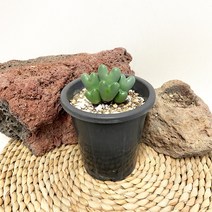 하트다육이 축전, 1개