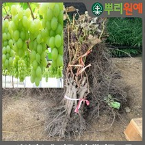포도나무 샤인머스켓묘목 샤인머스켓포도나무 청포도 샤인머스켓포도나무