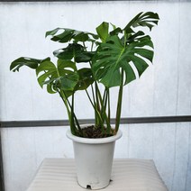 몬스테라 분치