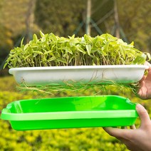 촘촘 새싹 재배기, 1개