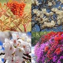 (나무의모든것) 조경수/정원수/공원수 인기모음전, 1개, 1.에메랄드 그린(25cm이상)포트묘