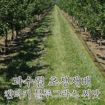 양잔디 씨앗 켄터키블루그라스 종자 3kg, 1개