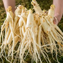 산지직송 세척인삼 4~5년근 수삼 난발삼 300g, 300g(소), 1개