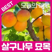 합리적 가격의 살구나무묘목(산형3호 왕살구 하코드), 산형3호 접목묘 상묘