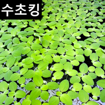 수초맛집 수초킹 키우기 쉬운 초보수초 미니물배추 피시티아 sp. (부상수초), 7개