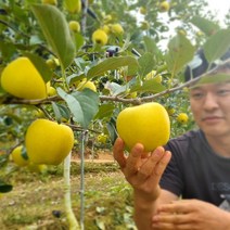 참좋은 제주몰 시나노골드 황금사과 프리미엄 골드애플 망포장 3kg 5kg, 망포장3kg (13~15과)중소과, 1개