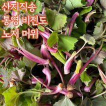 국내산 통영 머위 머위잎 머위나물 머위대 쌈채소 산나물 500g 산지직송