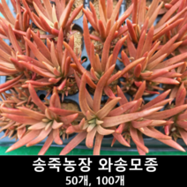 [송죽농장] 와송모종, 100개