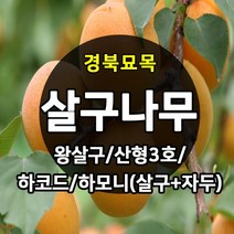[경북농원] 살구나무 접목묘 특묘 (왕살구/산형3호/하코드/신사대실), 하코드 접목  중묘