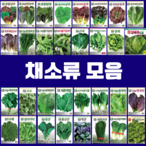 채소 씨앗 엽채류 모음 궁채나물 모듬 상추 쌈채 양상추 치커리 청경채 갓 케일 텃밭, 27.적경치커리, 1개