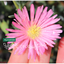 목송엽국 [3포트] 칵테일 핑크 (복남이네야생화 봄 여름 야생화 모종 ﻿다육식물 succulent 송엽국 lampranthus cocktail pink)