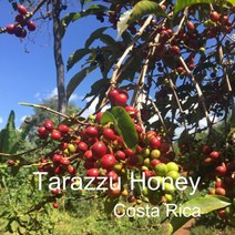 [위트러스트] 코스타리카 따라수허니 200g Costa Rica 스페셜티 커피, 에스프레소