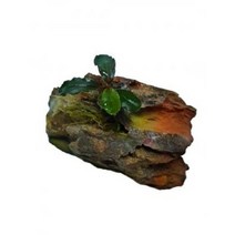 부세파란드라 미니황호석 활착(부세 음성수초 활착 초보수초)